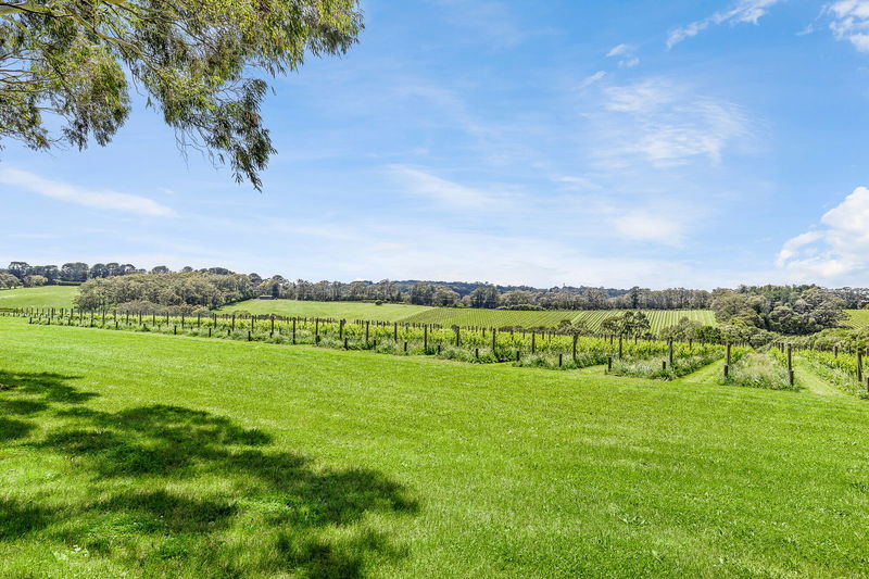 The Vines Main Ridge