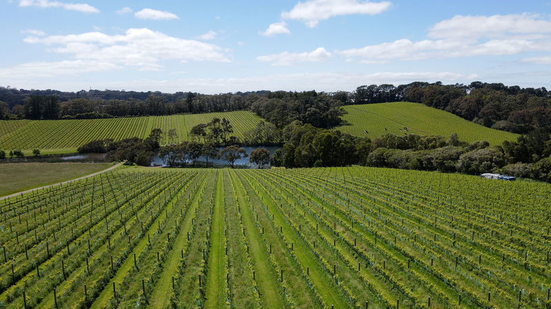 The Vines Main Ridge