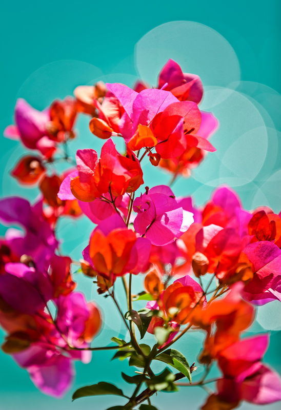 Aqua (With Car Parking)